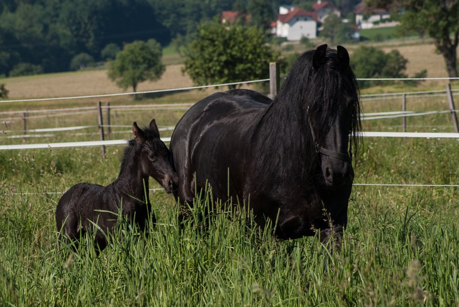 Thalia fan Limbach, Juni 2014